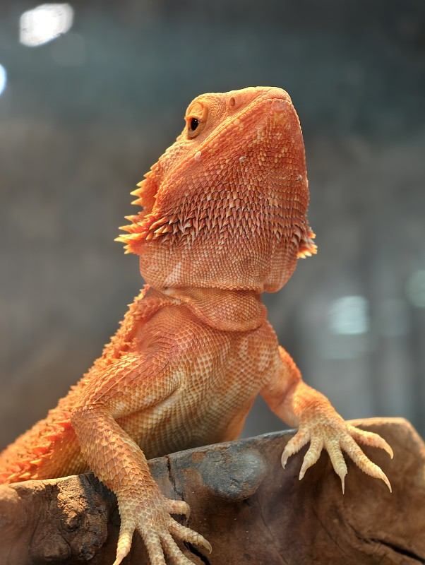 Bearded dragon — a top US pet reptile