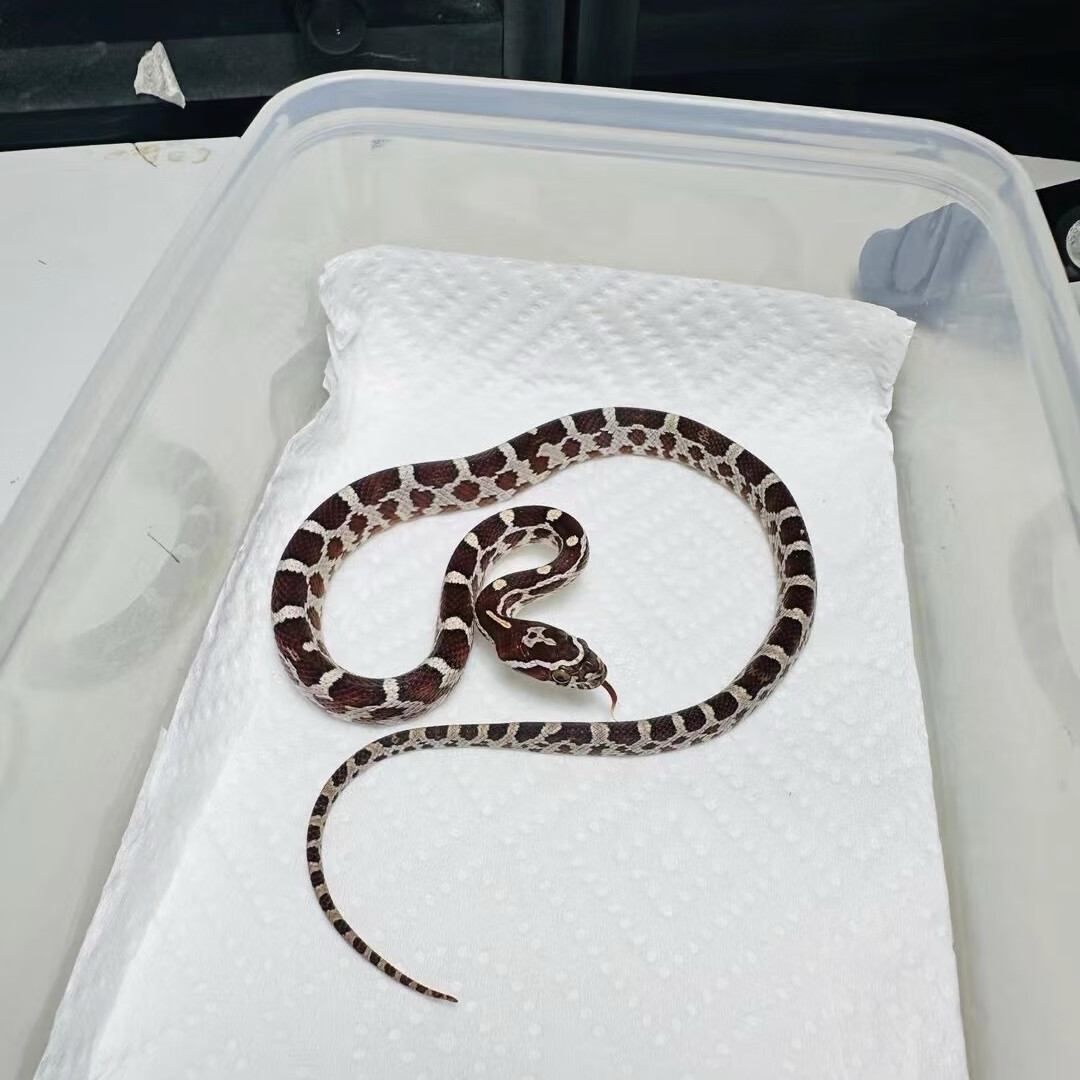 Corn snake — the UK's favourite pet snake
